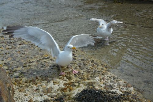 winged gulls gulls sea