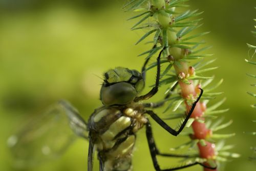 winged insects dragonfly baby