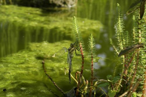 winged insects dragonfly baby