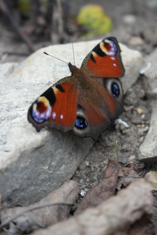 wings butterfly insect