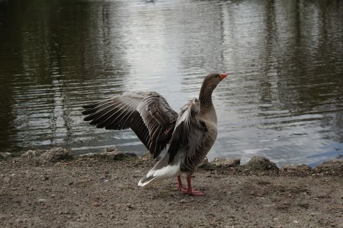 wings goose lake