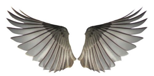 wings feathers angels