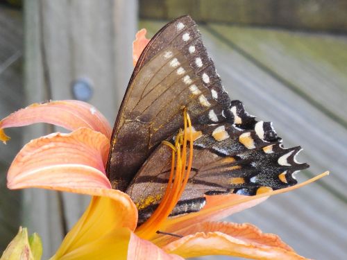 wings butterfly insect