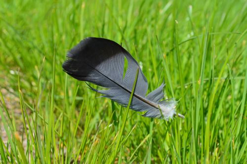 wingtip toys grass nature
