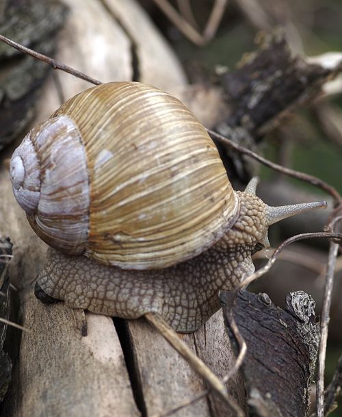 winniczek snail seashell