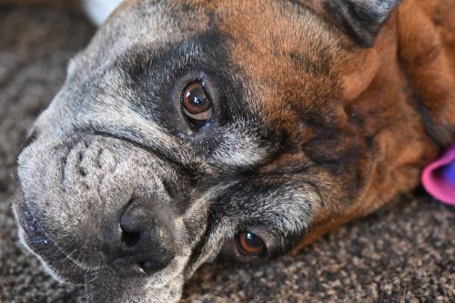 winston dog closeup