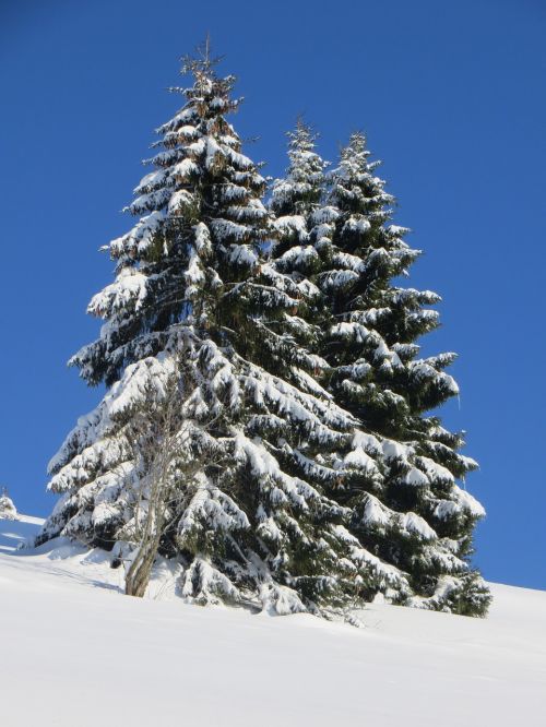 winter fir snow