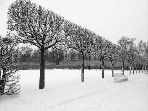 winter trees catherine palace