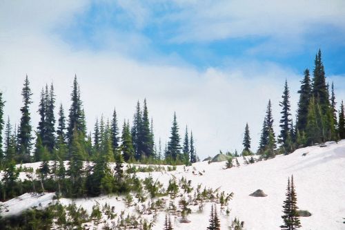 winter pine trees snow