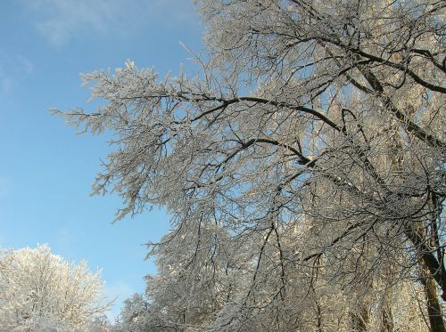 winter snow tree