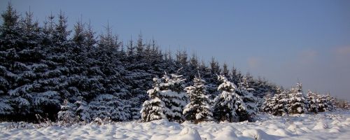 winter tree landscape