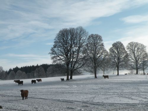 winter trees snow