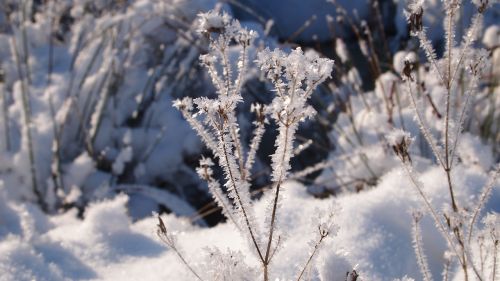 winter snow ripe