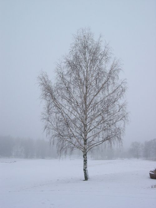 winter tree cold