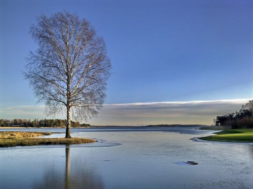 winter lake tree