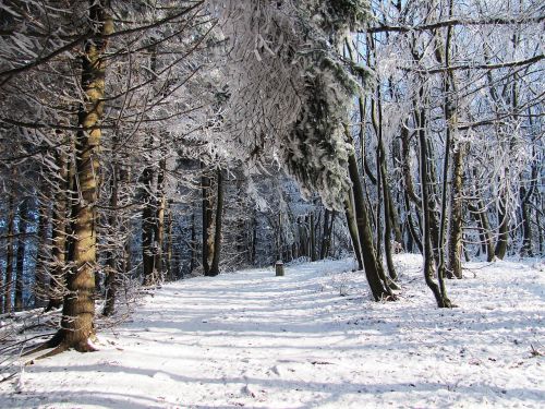 winter forest snow