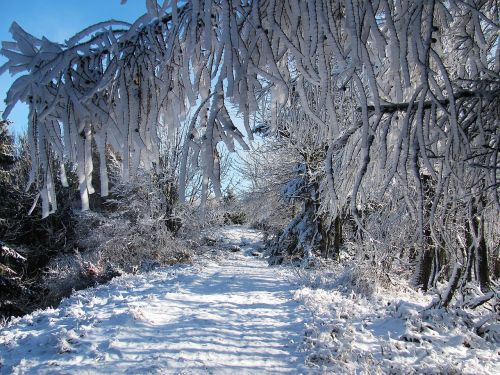 winter forest snow