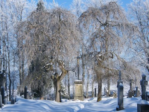 winter cemetery trees