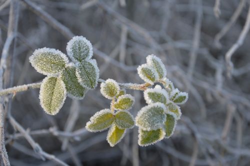 winter frost snow