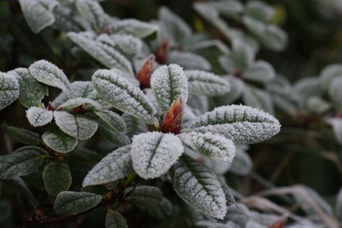 winter frost frozen
