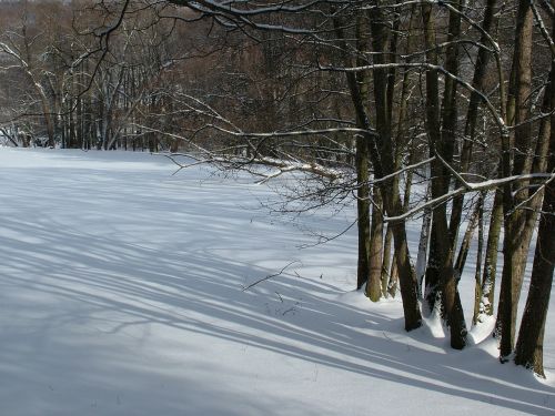 winter trees light shadow