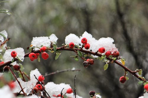 winter snow red