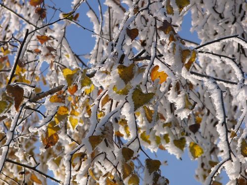 winter frost hoarfrost