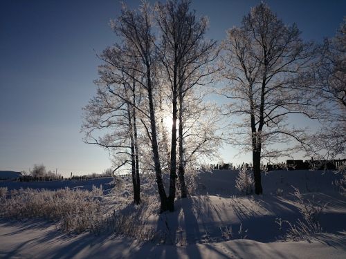 winter tree nature