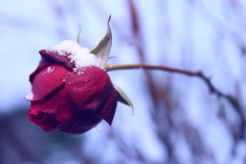 rose winter season