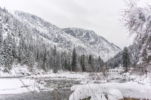 winter tree river
