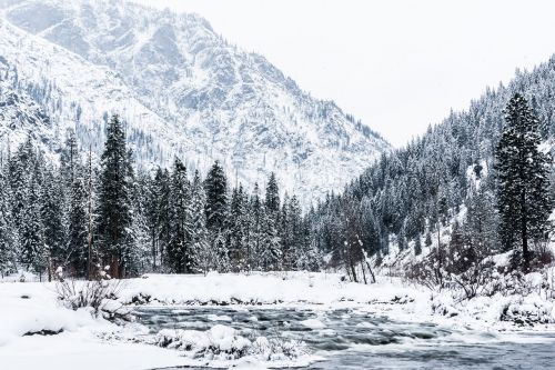 winter tree river