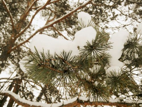winter spruce snow