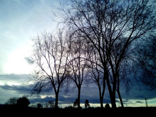 winter trees leaves