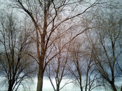 winter cold trees