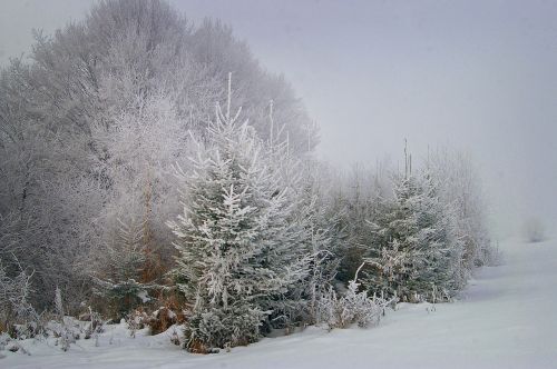 winter frost tree