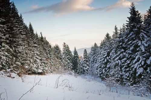 winter snow tree