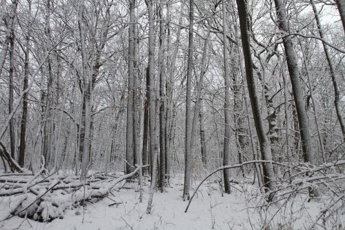 winter trees snow