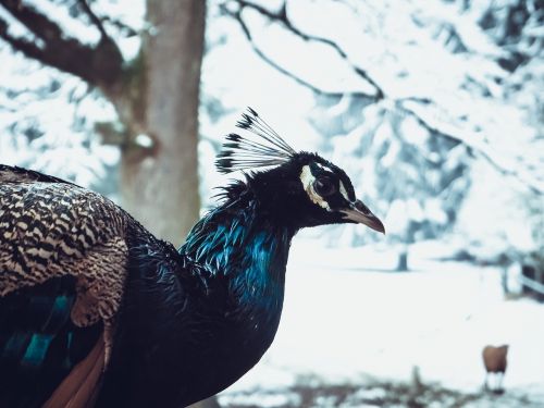 winter peacock snow