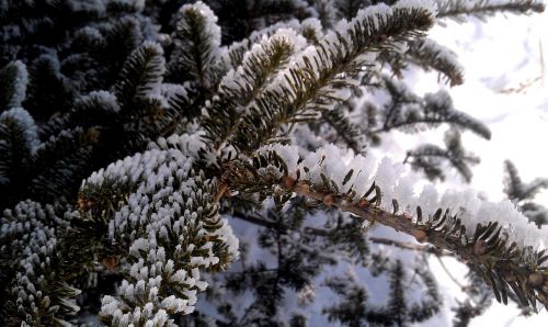 winter pine ice