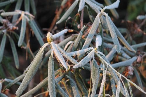 winter frost rhododendron