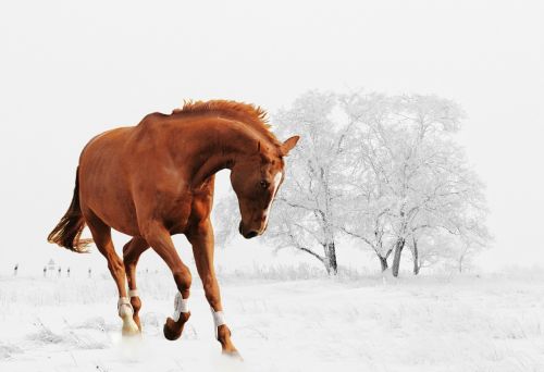 winter horse play