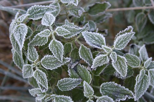 winter plant flower