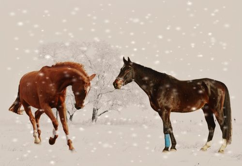 winter horses play