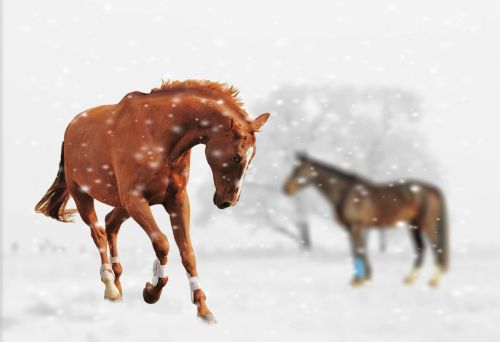 winter horses play