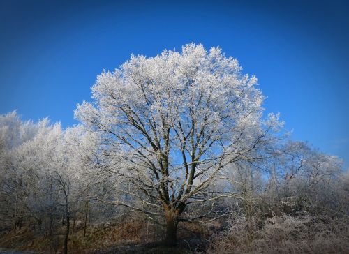 winter tree wintry