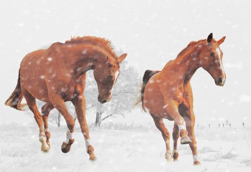 winter horses play