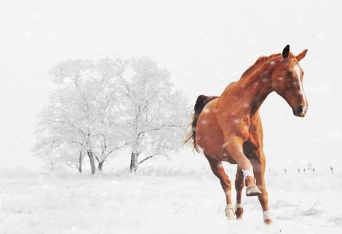 winter horse play