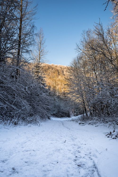 winter landscape winter world