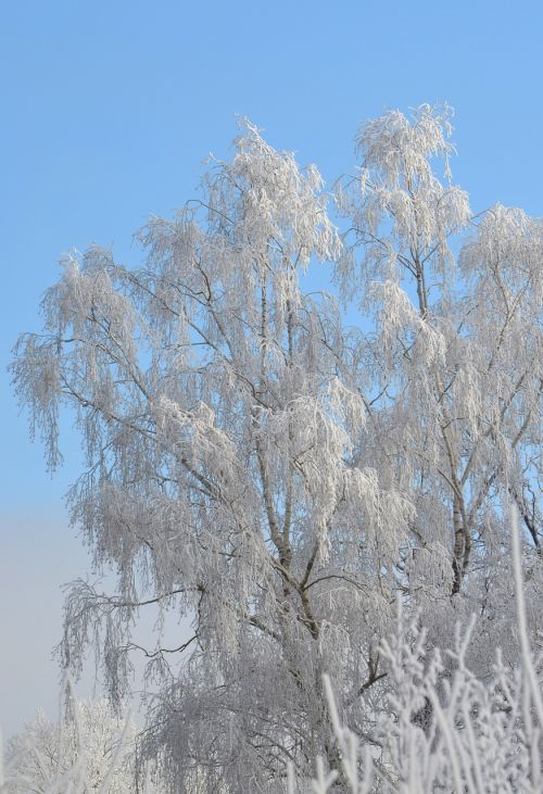 winter birch tree