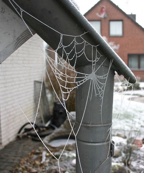 winter hoarfrost spider webs